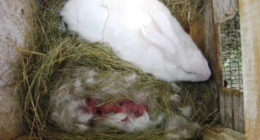 Kolik dní po porodu se může začít dít králík a technologie